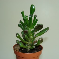 Crassula ovata cv. Hobbit