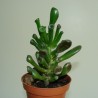 Крассула Хоббит Crassula ovata Hobbit