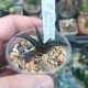 Haworthia limifolia Black