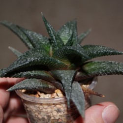 Haworthia limifolia Black