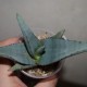 Aloe elegans
