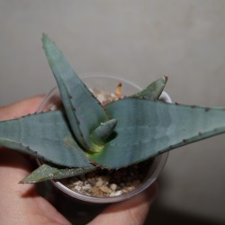Алоэ Aloe elegans