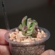 Crassula ovata Hobbit variegata