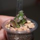 Crassula ovata Hobbit variegata