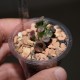 Crassula ovata Hobbit variegata