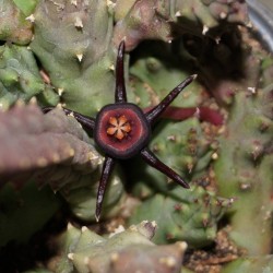 Duvalia caespitosa