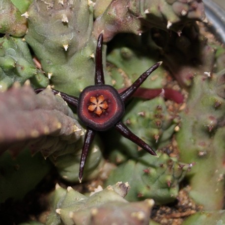 Duvalia caespitosa