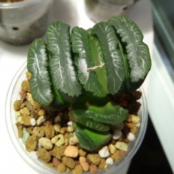 Haworthia truncata Diamond