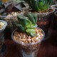 Haworthia truncata Diamond