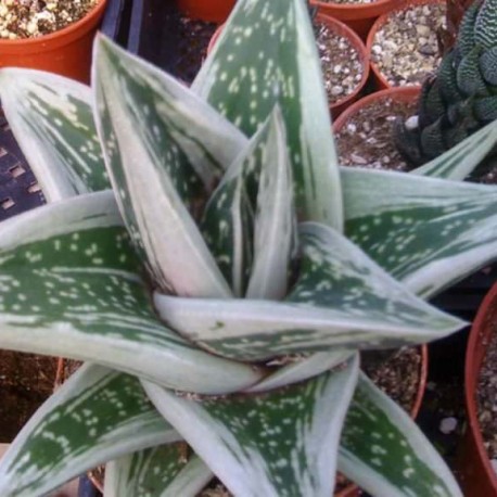 Gasteria (Gasteraloe) Green Ice