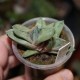 Gasteria (Gasteraloe) Green Ice