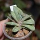 Gasteria (Gasteraloe) Green Ice