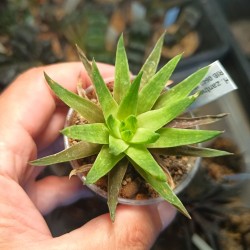 Haworthia zantneriana