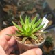 Haworthia zantneriana
