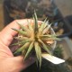 Haworthia zanterina