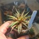 Haworthia zanterina