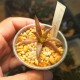 Haworthia zanterina