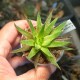 Haworthia zantneriana