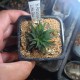 Хавортия Haworthia parksiana