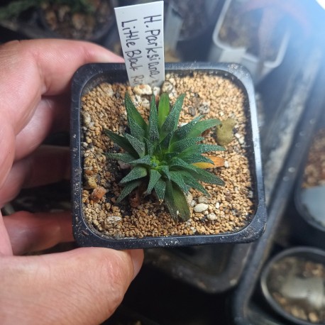 Хавортия Haworthia parksiana