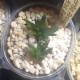 Хавортия Haworthia parksiana