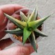 Haworthia glabrata variegata