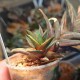 Haworthia glabrata variegata