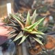Haworthia glabrata variegata
