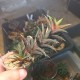 Haworthia glabrata variegata