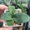 Дримиопсис Drimiopsis kirkii