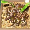 Дримия Drimia haworthioides