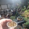 Альбука Albuca polyphylla