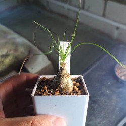 Albuca polyphylla