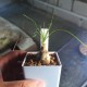 Albuca polyphylla