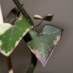 Крестовник Senecio macroglossus variegata