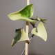 Senecio macroglossus variegata