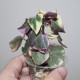 Senecio macroglossus variegata