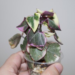Senecio macroglossus variegata