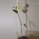 Senecio macroglossus variegata