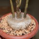 Dorstenia zanzibarica