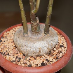 Dorstenia zanzibarica