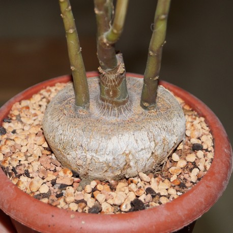 Dorstenia zanzibarica