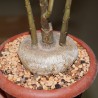 Дорстения занзибарская каудексная Dorstenia zanzibarica - черенок