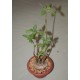 Dorstenia zanzibarica