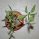 Dorstenia zanzibarica