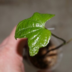 Dioscorea sansibarensis