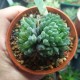 Haworthia transiens