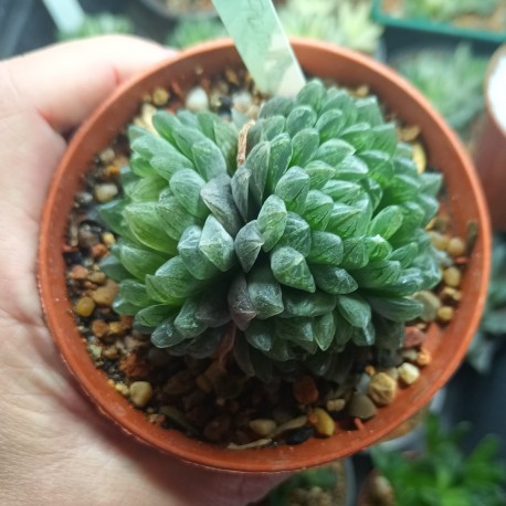Haworthia transiens