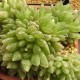 Haworthia transiens