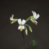 Пеларгония природник Pelargonium sp, ex Pongola river, сеянец